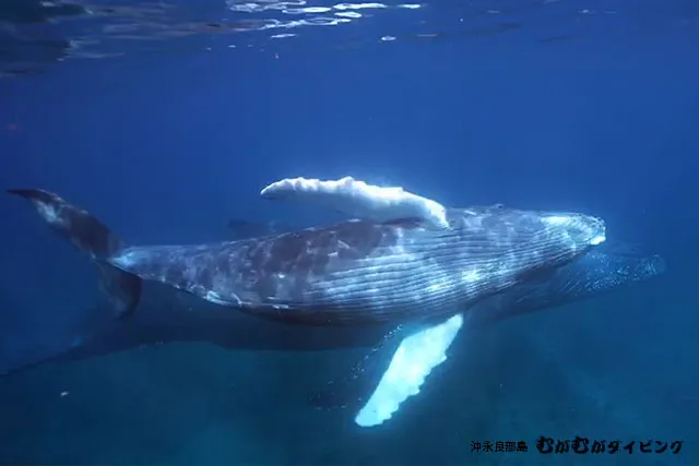 親子クジラ