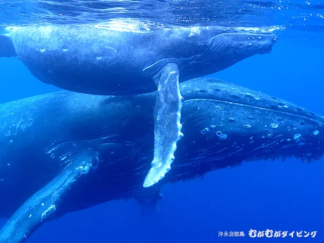 親子クジラ