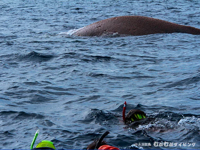 ど迫力！目の前のザトウクジラ