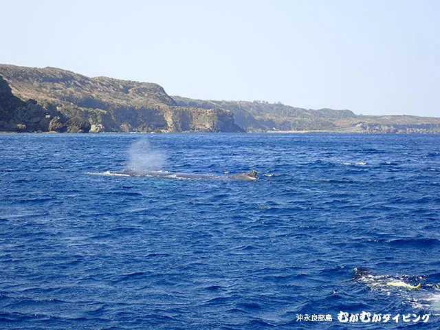 クジラの潮吹き