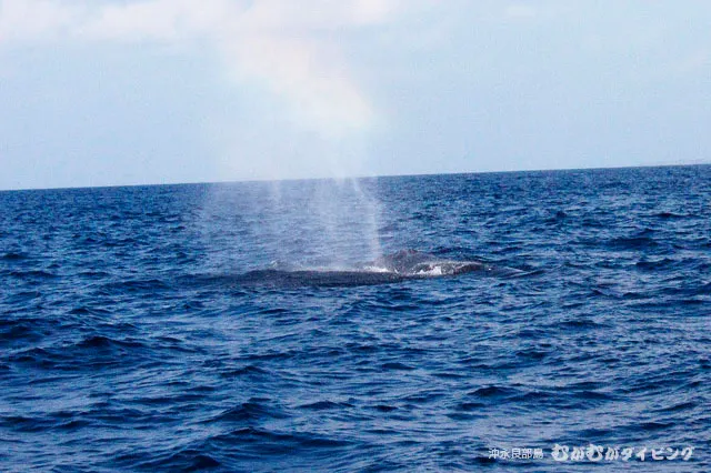 ザトウクジラの潮吹き