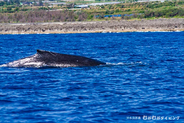 ザトウクジラの背びれ