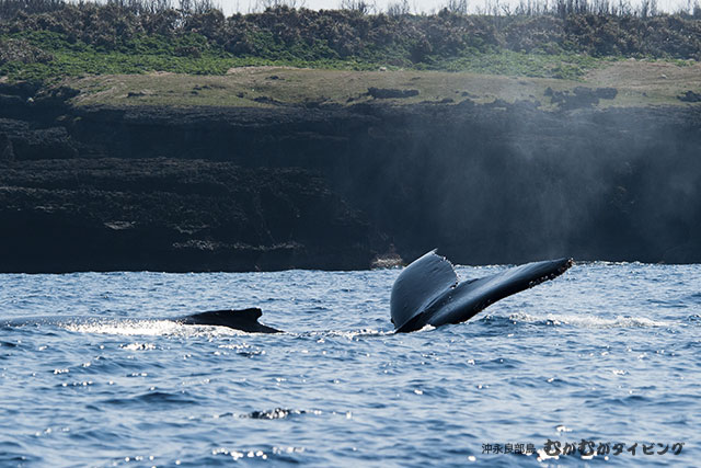 ザトウクジラの背中・尾びれhumpback whale