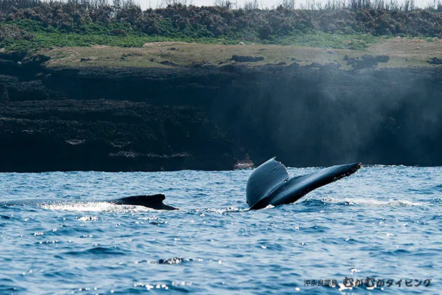 ザトウクジラの背びれと尾びれ