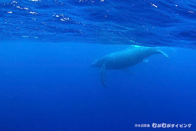 ザトウクジラ