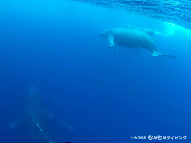 親子クジラ＋１
