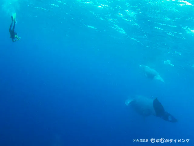 親子クジラ 貴重なシャッターチャンス