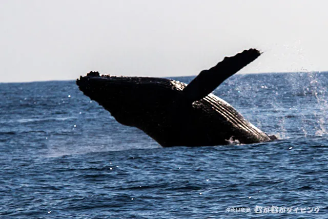 ザトウクジラのブリーチング
