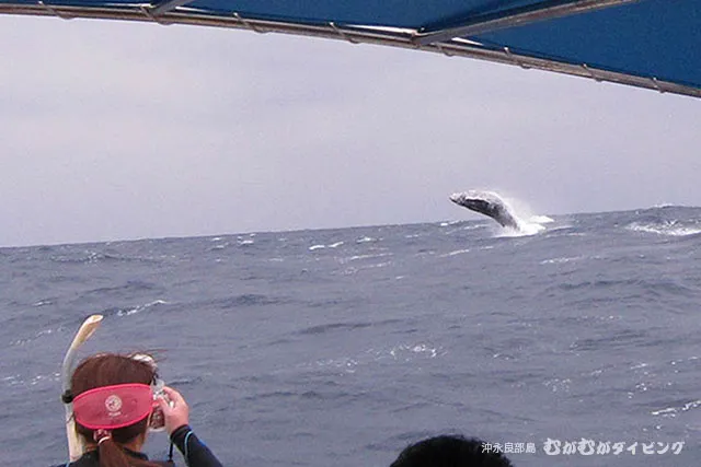ザトウクジラのブリーチング