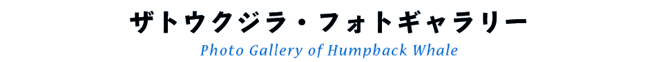 ザトウクジラフォトギャラリー