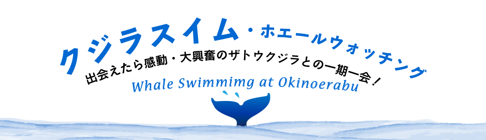 クジラスイム・ホエールウォッチング