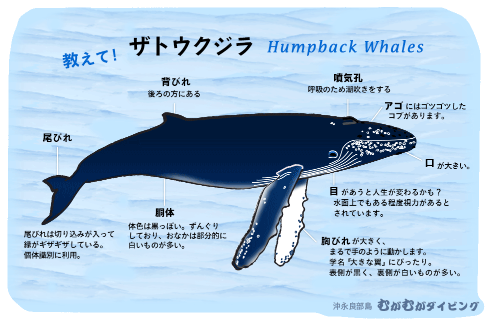 ザトウクジラ基礎知識 クジラスイム 沖永良部島むがむがダイビング