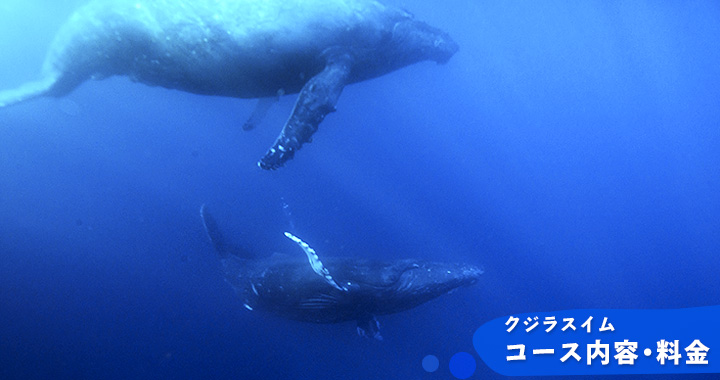 クジラスイム・ホエールウォッチング　コース内容・料金