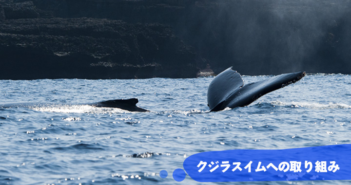 沖永良部島クジラスイムへの取り組み ザトウクジラの背中・尾びれ humpback whale