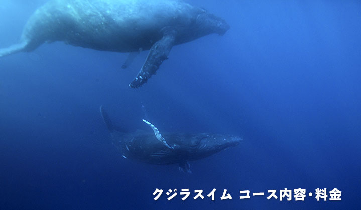 クジラスイム・ホエールウォッチング　コース内容・料金