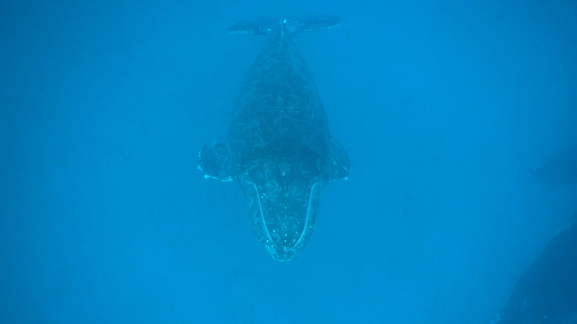 親子クジラ